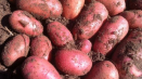 Popis odrůdy brambor červené lady, vlastnosti pěstování a výnos