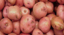 Popis odrůdy brambor ryabinushka, vlastnosti pěstování a výnos