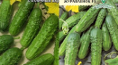 Popis odrůdy jeřábové okurky f1, její vlastnosti a výnos