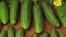 Popis odrůdy okurek libella a pěstování