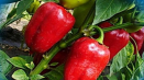 Popis odrůdy papriky červeného býka, její vlastnosti a produktivita
