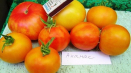 Popis odrůdy ananasových rajčat, vlastnosti pěstování a péče