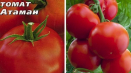Popis odrůdy rajčat ataman a její vlastnosti