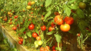 Popis odrůdy rajčat yenisei f1, její vlastnosti a produktivita