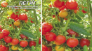 Popis floridské drobné odrůdy rajčat a jejích vlastností