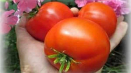 Popis odrůdy rajčat yana, vlastnosti pěstování a výnos