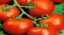 Popis odrůdy rajčat f1, její vlastnosti a recenze