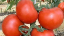 Popis odrůdy rajčat mikhey, její vlastnosti a výnos