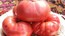 Popis odrůdy rajčat milionář, její vlastnosti a pěstování