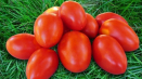Popis zahradního čaroděje odrůdy rajčat, jeho vlastností a produktivity