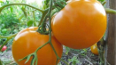 Popis odrůdy rajčete oranžový zázrak a její vlastnosti