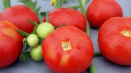 Popis odrůdy rajčat je potěšující a její vlastnosti