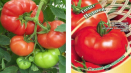 Popis odrůdy rajčat pelagia a její vlastnosti