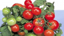 Popis odrůdy rajčat red robin, vlastnosti pěstování a péče