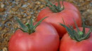Popis odrůdy rajčat f1 roseanne a její vlastnosti