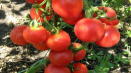 Popis odrůdy rajčat ruské kopule, vlastnosti pěstování a péče