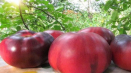 Popis odrůdy rajčat sibiřský tygr, její vlastnosti a výnos