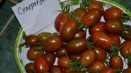 Popis superexotické odrůdy rajčat, její vlastnosti a produktivita