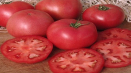 Popis odrůdy rajčat noble fat man f1