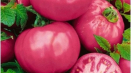 Popis odrůdy rajčat star of the east a její vlastnosti