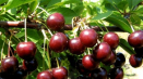 Popis odrůdy třešně tamaris, vlastnosti plodů a výnos
