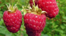 Popis odrůd červených malin, nejlépe velkoplodých a remontantních druhů