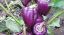Popis odrůd pepře big papa, star of the east, purple bell, blot, purple
