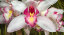 Cymbidium orchidej - exotická princezna