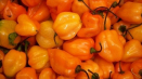 Vlastnosti a tajemství pěstování habanero pepře doma