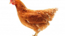 Vlastnosti plemene kuřat loman brown
