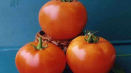 Vlastnosti pěstování odrůd rajčat vologda f1 a jeho popis