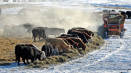 Zimní období pastvy nabízené kanadskými farmáři?