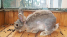 Proč se dekorativní králíkárna, typy srsti mění a pečuje