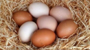 Proč jsou slepičí vejce bílá a hnědá, co určuje barvu