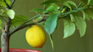 Proč citron nekvete a nenese ovoce a co dělat