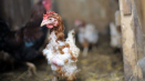 Proč kuřata trpí alopecií a jak může farmář bojovat proti vypadávání vlasů?
