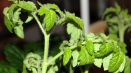 Proč sazenice rajčat vadnou a kroutí listy a co dělat