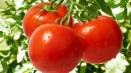 Výběr nejlepších odrůd rajčat pro severozápadní region
