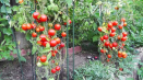Rajčatový strom je pro zahradníka zázrak