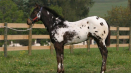 Plemeno koně appaloosa (appaloosa) - rysy charakteru, vzhledu a obsahu