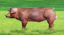 Duroc selata