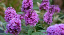 Výsadba, pěstování a péče o buddleya na otevřeném poli, popis odrůd