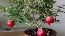 Pravidla pro výsadbu a péči o vnitřní granátová jablka a způsoby pěstování doma