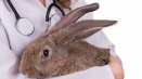 Příčiny mokrého ocasu u králíka