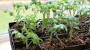 Sazenice rajčat - podmínky pěstování