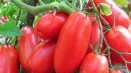 Nejlepší, největší a nejproduktivnější odrůdy nízko rostoucích rajčat