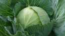 Tajemství pěstování bílého zelí