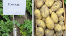 Odrůda brambor impala: popis a vlastnosti pěstování