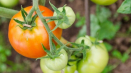 Medový pozdrav odrůdy rajčat