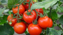 Odrůda rajčat spasskaya věž